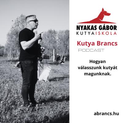 Hogyan válassz magadnak kiskutyát és hogyan kezd el a tanítását. Hogyan válassz magadnak kiskutyát és hogyan kezd el a tanítását.