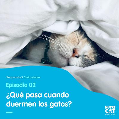 ¿Mi mejor amigo sueña?
