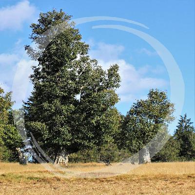 LRT10 Auf die Schachten muss man achten LRT10 Auf die Schachten muss man achten