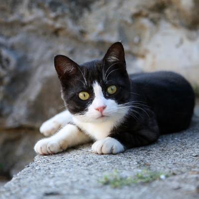 Motorcyclist dies after colliding with bus in Logan; Gout Gout takes on fellow school kids today; And Brisbane Council wants pets in Census Motorcyclist dies after colliding with bus in Logan; Gout Gout takes on fellow school kids today; And Brisbane Council wants pets in Census