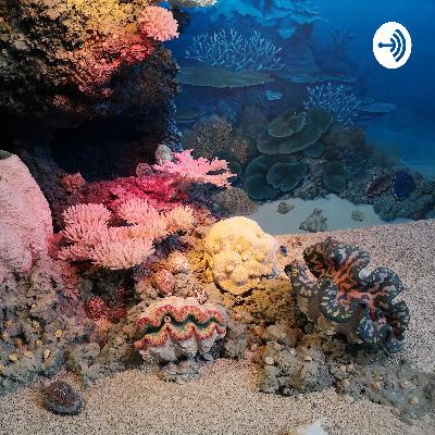 Coral reefs in Abu Dhabi talk show