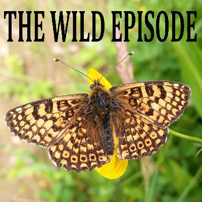 Glanville Fritillary : A Madness of Butterflies