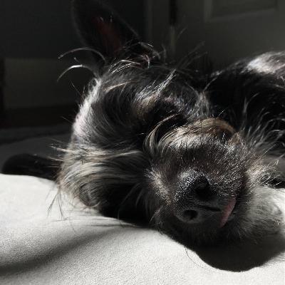153: Canines and Curriculum