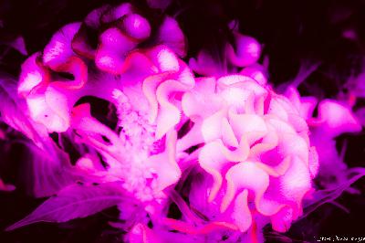 Floral Portrait Series: The Celosia (Neon Fuchsia)