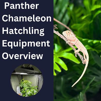 Chameleon Hatchling Equipment Overview Chameleon Hatchling Equipment Overview