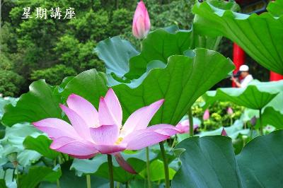 星期講座 - 2020/04/12