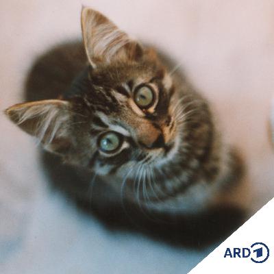 Katten un Botox