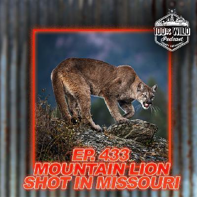 Mountain Lion Shot in Missouri: What Would YOU Do? | 100% Wild Podcast ep.433