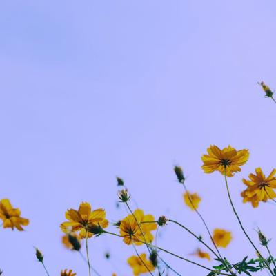 Los animales: 3er. Grado.