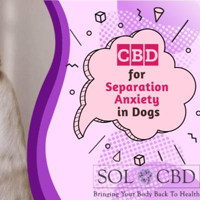 Is Pet CBD Oil a Natural Solution for Your Dog's Separation Anxiety?