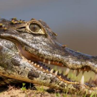 Omongan bullshit para buaya Omongan bullshit para buaya