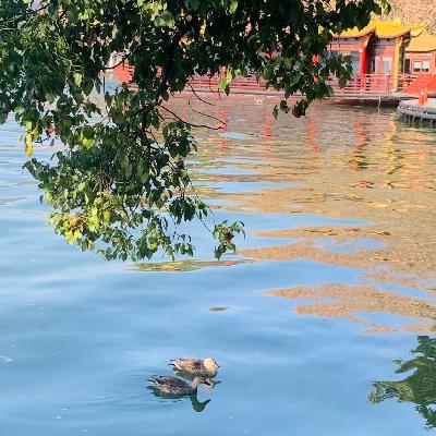 每天为植物梳10分钟头发