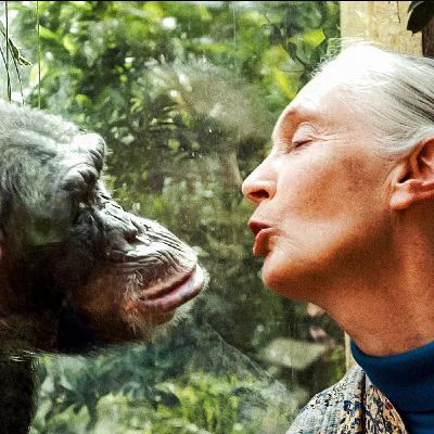 Jane Goodall Kimdir? Ne Yapmıştır? Kendi Ağzından Yaşam Öyküsü... Jane Goodall Kimdir? Ne Yapmıştır? Kendi Ağzından Yaşam Öyküsü...