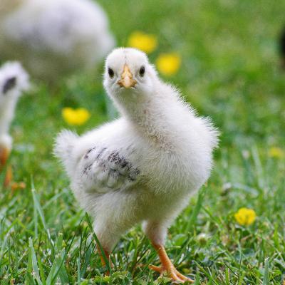 1.16 chicken out 1.16 chicken out