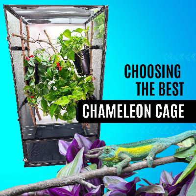 Choosing the best chameleon cage