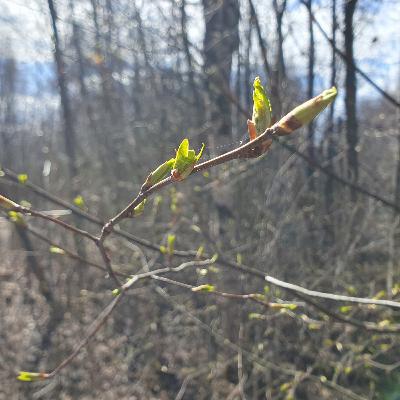 First Warmth of Spring