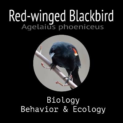 Red-winged Blackbird - Biology, Behavior and Ecology