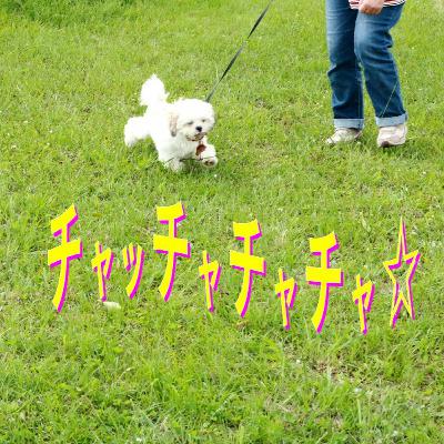 スリッパにニラ玉