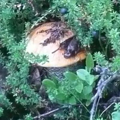 Noorderzon 6: Fjäll-torture