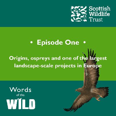 Origins, ospreys and one of the largest landscape-scale projects in Europe