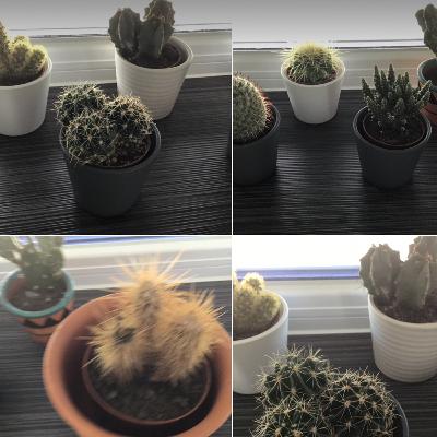 Kakteen 🌵🌵🌵🌵🌵🌵🌵🌵🌵🌵🌵🌵🌵