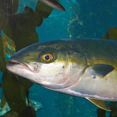 10,もはや何の話?隠岐の海の生物について 10,もはや何の話?隠岐の海の生物について
