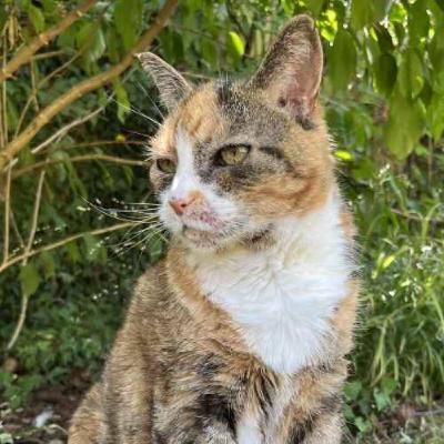 Pets and life satisfaction