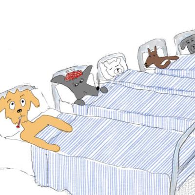 All About Pet Insurance: Considerations, plans, options, opinions, realizations, reviews, alternatives & more