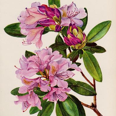 Show 253: Rhododendron and Sumac