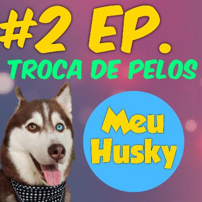 #2.EP - Tudo sobre troca de pelos de Husky SIberiano
