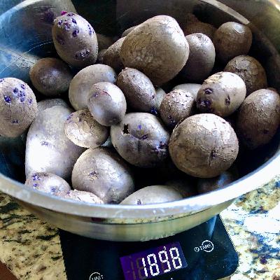 episode 122: Potatoes!