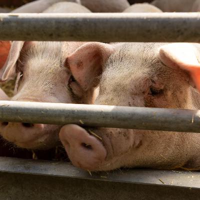 Staatliches Siegel - Was mehr Transparenz bei der Tierhaltung bewirken kann - und was nicht