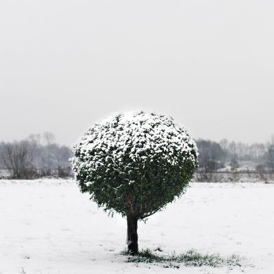 Tynos' story : Snow White