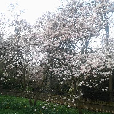 Notayesmanspodcast1 Notayesmanspodcast1