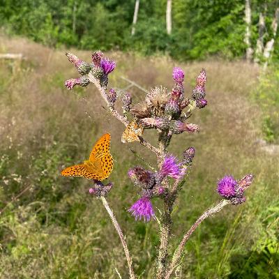 Rätt röjning ger stor skog med mångfald.