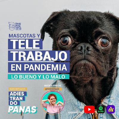 Mascotas y teletrabajo. Lo bueno y lo malo junto a Foodiepaleo
