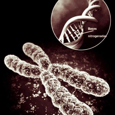 Ciclo celular e câncer