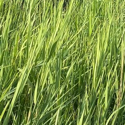 みのり、盗難に遭う