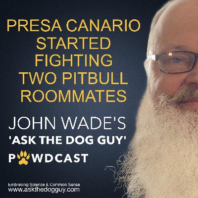 A Presa Canario Is Starting Some Serious Fights With The Two Pit Bulls He Lives With A Presa Canario Is Starting Some Serious Fights With The Two Pit Bulls He Lives With