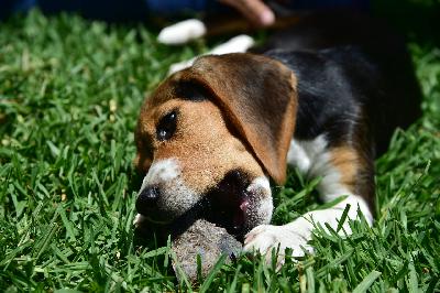 The ethics of animal testing
