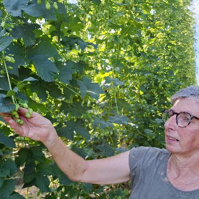 „Wen der Hopfen kratzt, …“ – Das Grüne Gold der Hallertau