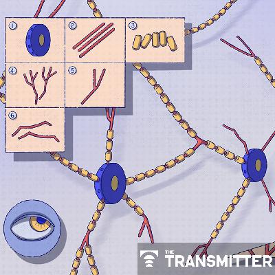 Not playing around: Why neuroscience needs toy models Not playing around: Why neuroscience needs toy models