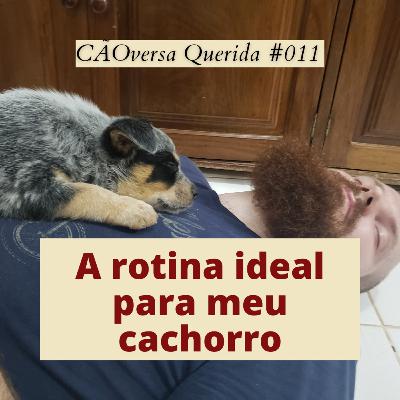CÃOversa Querida #011 - A rotina ideal para meu cachorro CÃOversa Querida #011 - A rotina ideal para meu cachorro