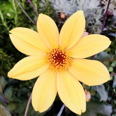 Tre poesie al giorno: Charles Baudelaire, Costantino Kavafis, Elizabeth Bishop