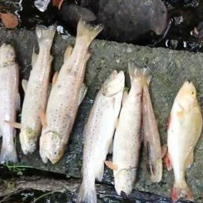 No culprit found for the biggest fish kill in the country’s history