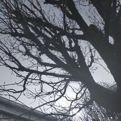 appel du 17 février 2022