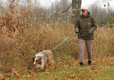 Instinct at Work: Australian Shepherds with a Job That Matters Instinct at Work: Australian Shepherds with a Job That Matters
