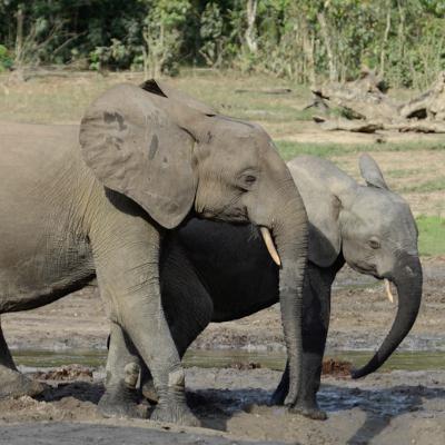 Congo Basin, Part 6: How the Congo Rainforest is shaped by elephants