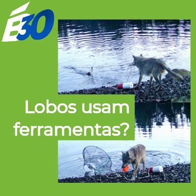Lobos sabem usar ferramentas?