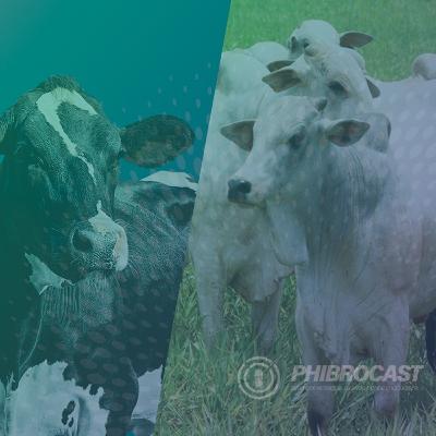PhibroCast - Episódio 4: Micotoxinas em ruminantes: um problema subestimado mas bastante atual